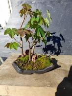 Acer monspessulanum-bonsai - Hoogte (boom): 24 24 - Diepte