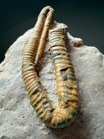 Zeldzame complete Japanse 3D Heteromorph Ammoniet -, Verzamelen