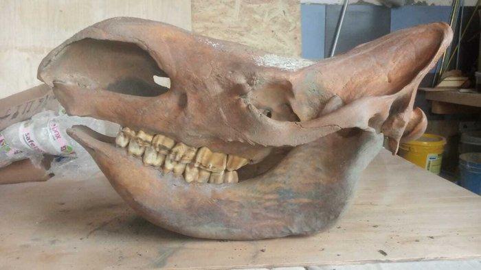 Wolharige neushoorn - Fossiele schedel - Coelodonta, Verzamelen, Mineralen en Fossielen