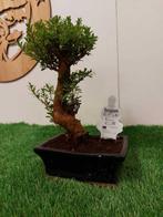 Syzygium - Hoogte (boom): 24 cm - Diepte (boom): 13 cm -