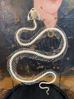 Slang Skelet - Trimeresurus albolabris - 22 cm - 16 cm - 16, Verzamelen, Dierenverzamelingen, Nieuw