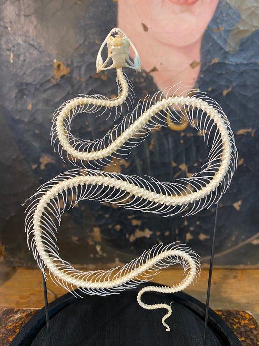 Slang Skelet - Trimeresurus albolabris - 22 cm - 16 cm - 16, Verzamelen, Dierenverzamelingen