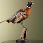 Fazant Taxidermie Opgezette Dieren By Max, Ophalen of Verzenden, Nieuw, Vogel, Opgezet dier