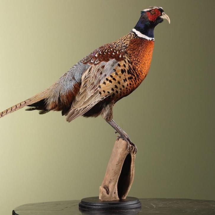 Fazant Taxidermie Opgezette Dieren By Max, Verzamelen, Dierenverzamelingen, Opgezet dier, Nieuw, Vogel, Ophalen of Verzenden