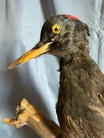 Zwartkeel Taxidermie volledige montage - Dryocopus martius, Nieuw
