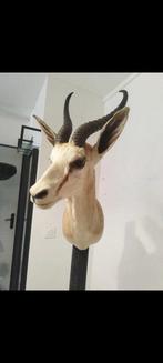Springbok Support de corps entier pour taxidermie - Inconnu, Nieuw
