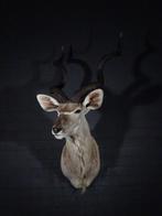 Greater Kudu Shoulder-mount - Schedel - Tragelaphus, Nieuw