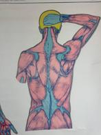 Vintage anatomische schoolkaart – Van Goor’s Anatomische, Antiek en Kunst