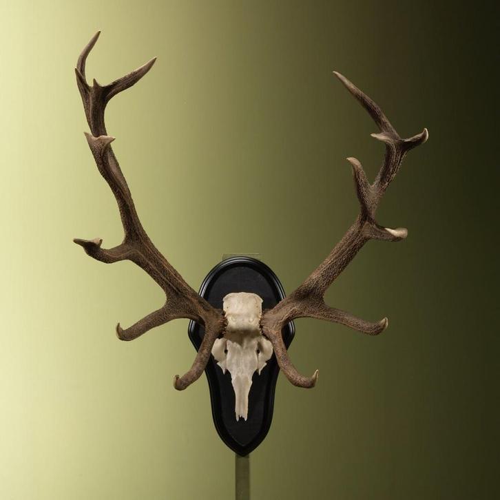 Edelhert Gewei Taxidermie Opgezette Dieren By Max, Verzamelen, Dierenverzamelingen, Opgezet dier, Nieuw, Wild dier, Ophalen of Verzenden