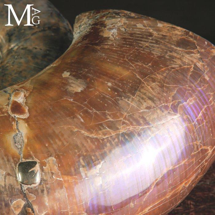 Superb !!! - Gefossiliseerde schelp - Fossil Ammonite, Collections, Minéraux & Fossiles