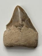 Megalodon Haaientand - 7,0 cm - Fossiele tand - Carcharocles