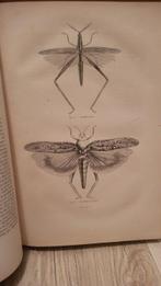 Docteur chenu - Encyclopédie dHistoire naturelle ou traité