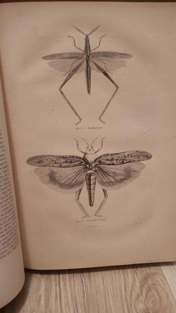 Docteur chenu - Encyclopédie dHistoire naturelle ou traité
