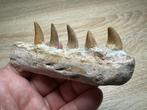 Mosasaurus - Fossiele tand - Mosasaurus (Zonder