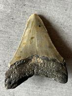 Dent Megalodon - Fossiele tand - Otodus megalodon - 8 cm -, Verzamelen, Mineralen en Fossielen