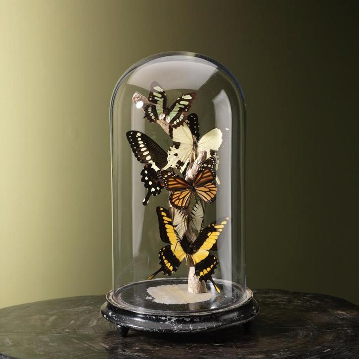 Vlinders in Stolp Taxidermie Opgezette Dieren By Max, Collections, Collections Animaux, Enlèvement ou Envoi