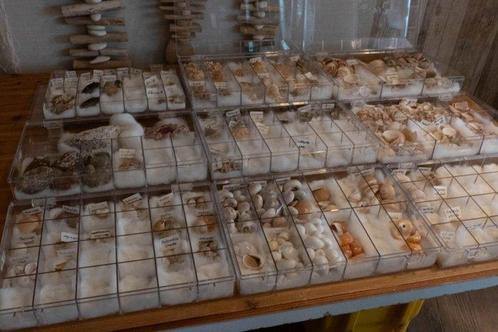 Uitgebreide schelpen- en slakkencollectie Taxidermie, Verzamelen, Dierenverzamelingen