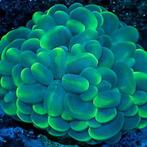 Plerogyra Sinuosa Cat Eye L (Ong. 15 cm), Dieren en Toebehoren, Vissen | Aquariumvissen