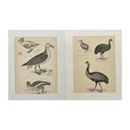 William Mackenzie - Set of 2 birds print - Spatula clypeata,