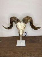 ramschedel op standaard Schedel op een standaard - Ovis