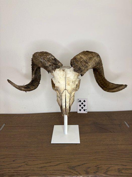 ramschedel op standaard Schedel op een standaard - Ovis, Antiek en Kunst, Curiosa en Brocante