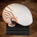 Nautilus-zeeschelp op houten voet Zeeschelp - Nautilus