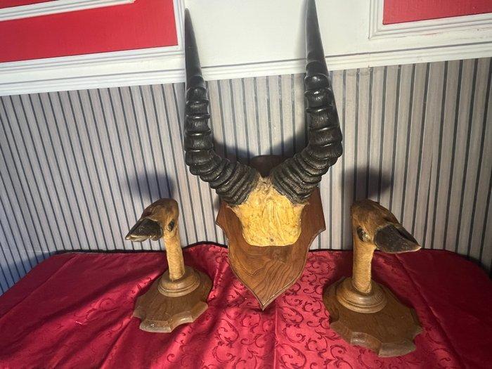 Gazelle Cornes - Gazella sp. - 44 cm - 12 cm - 12 cm - (3), Verzamelen, Dierenverzamelingen
