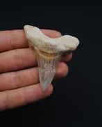 Zeldzame Sokolovi-haai, zeer scherp, voorouder van de