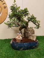 Japanese iep bonsai (Zelkova) - Hoogte (boom): 38 cm -