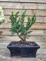 Jeneverbes bonsai (Juniperus) - Hoogte (boom): 20 cm -, Antiek en Kunst, Kunst | Schilderijen | Klassiek