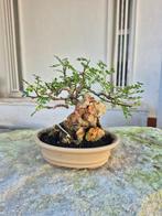Bonsai van Carmona op steen - Verzamelobject - Hoogte