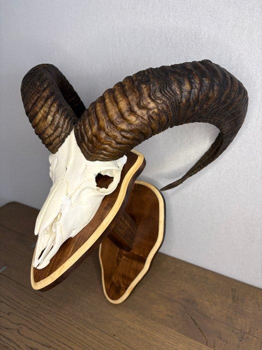 Mouflon Schedel van een zoogdier - Ovis gmelini - 40 cm - 50, Antiquités & Art, Curiosités & Brocante