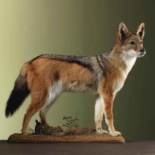 Zadeljakhals Taxidermie Opgezette Dieren By Max, Verzamelen, Dierenverzamelingen, Opgezet dier, Nieuw, Wild dier, Ophalen of Verzenden