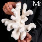 Coral Branch - White Coral - Acropora Florida -