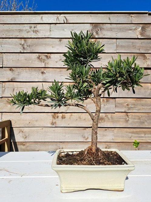 Boeddha-den bonsai (Podocarpus macrophyllus) - Hoogte, Antiek en Kunst, Curiosa en Brocante