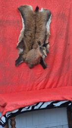 Gems Taxidermie volledige montage - Rupicapra rupicapra -, Verzamelen, Dierenverzamelingen, Nieuw