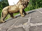 Beeld, Beeld, 60 cm long statue of golden bronze lion - 32