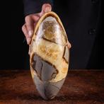 Shiva Lingam van Septaria: Bewaker van de Oer-Kennis -