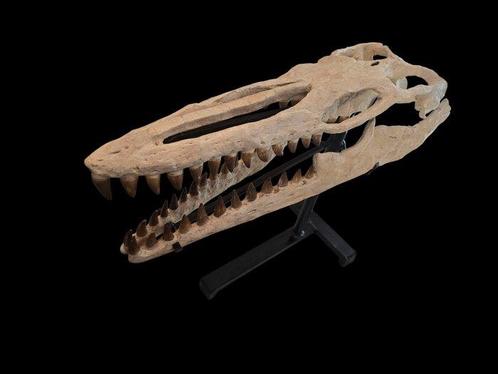 Uitzonderlijke Mosasaurus - Fossiele schedel - 65 cm - 52 cm, Verzamelen, Mineralen en Fossielen