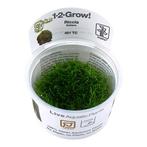 Tropica Riccia fluitans 1-2-grow! (medium), Dieren en Toebehoren, Nieuw, Verzenden