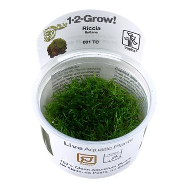 Tropica Riccia fluitans 1-2-grow! (medium), Dieren en Toebehoren, Vissen | Aquaria en Toebehoren, Nieuw, Verzenden