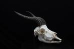 Springbok Crâne - Antidorcas marsupialis - 0 cm - 0 cm - 0, Nieuw