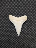 Witte haai Tand - carcharodon carcharias - 29.5 mm - 24 mm -