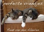 perfecte vriendjes 9789402121117 René van den Abeelen, Verzenden, Zo goed als nieuw, René van den Abeelen