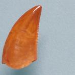 Dinosaure - Dent fossile - Abelisaurus - 17 mm - 9 mm (Sans