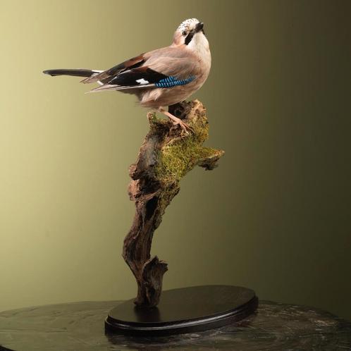 Gaai Taxidermie Opgezette Dieren By Max, Verzamelen, Dierenverzamelingen, Opgezet dier, Nieuw, Vogel, Ophalen of Verzenden