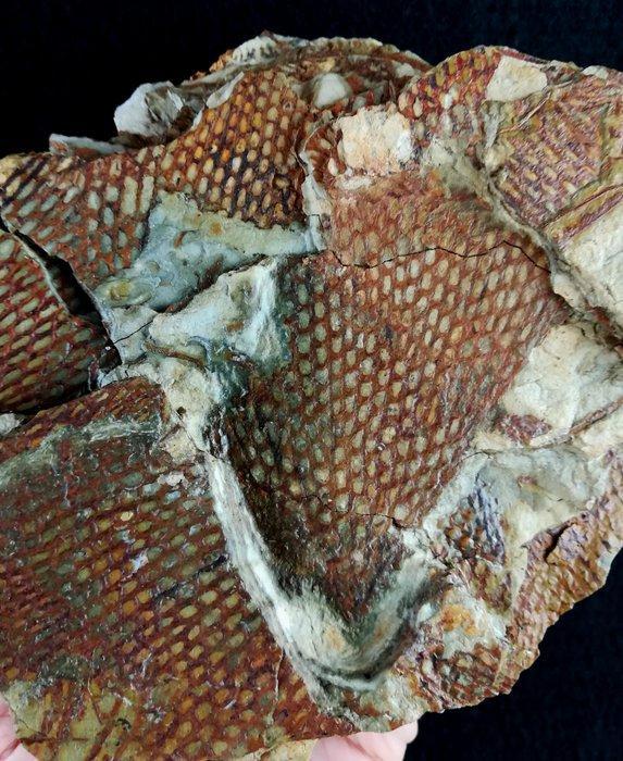 Spectaculair graptoliet met buitengewone bewaring!!! -, Collections, Minéraux & Fossiles