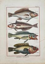 Robert Benard - Fish Print - Gaping Wrasse, Rainbow Wrasse,
