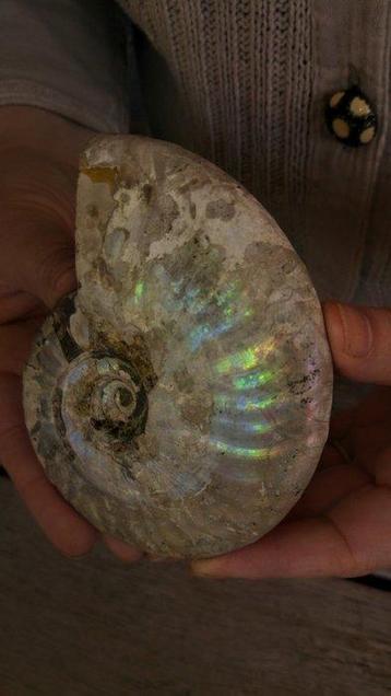 Nautilus - Fossiel skelet - Ammonite Cleoniceras - Large -