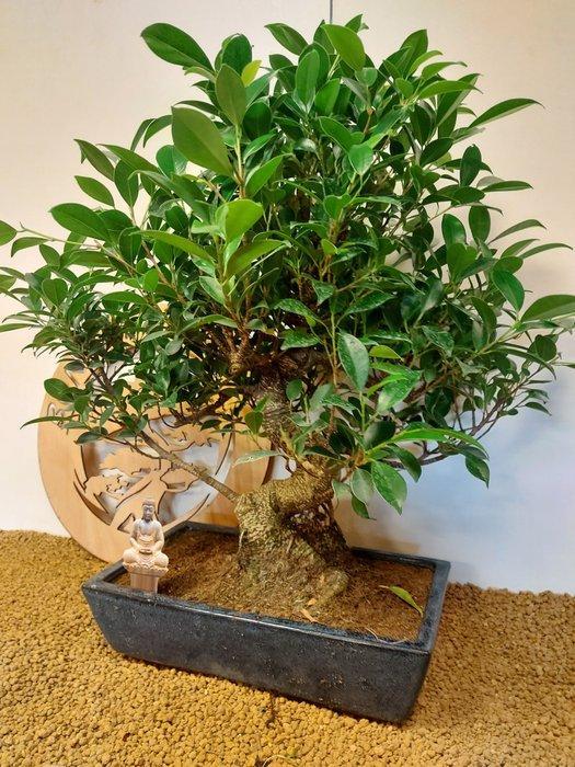 Vijgenboom bonsai (Ficus) - Hoogte (boom): 60 cm - Diepte, Antiquités & Art, Curiosités & Brocante
